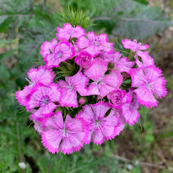 Meet your Posher, Kate - Picture 5 of 5